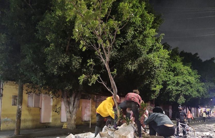 Activistas vuelven a plantar un árbol removido en la avenida Himno Nacional de San Luis Potosí
